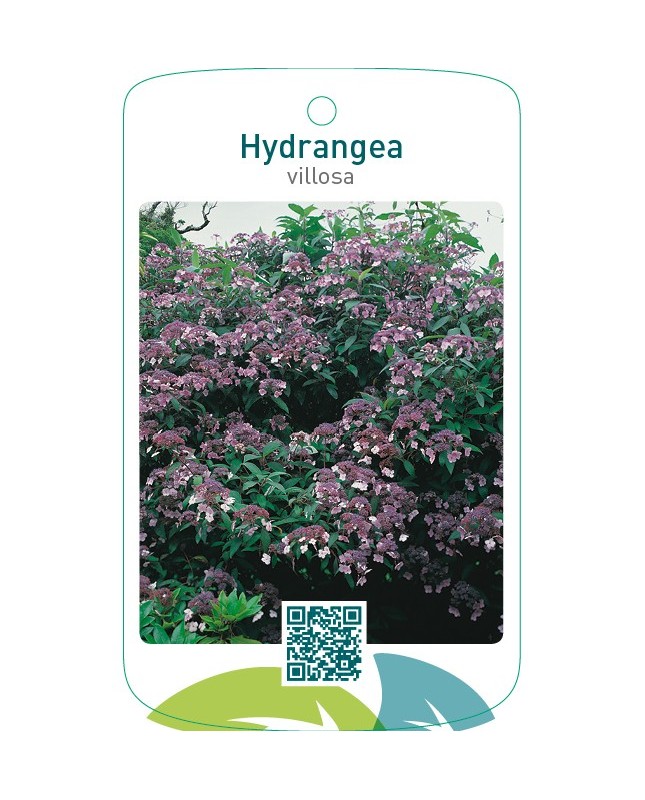 Hydrangea villosa