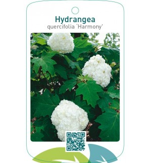 Hydrangea quercifolia ‘Harmony’