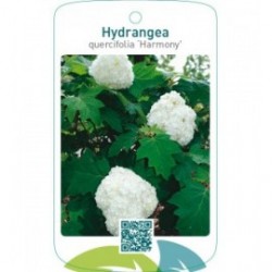 Hydrangea quercifolia ‘Harmony’