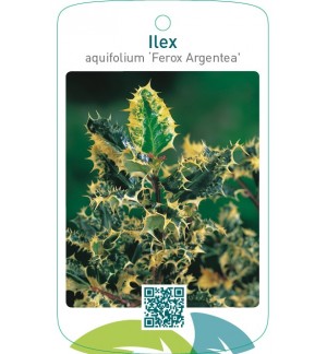 Ilex aquifolium ‘Ferox Argentea’
