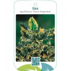 Ilex aquifolium ‘Ferox Argentea’