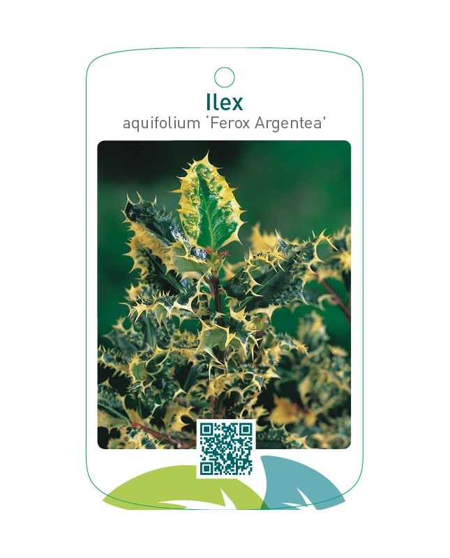 Ilex aquifolium ‘Ferox Argentea’