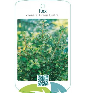 Ilex crenata ‘Green Lustre’