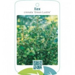 Ilex crenata ‘Green Lustre’