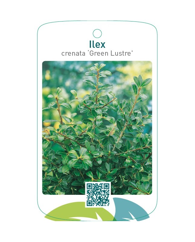 Ilex crenata ‘Green Lustre’