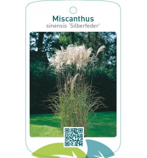 Miscanthus sinensis ‘Silberfeder’