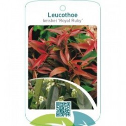 Leucothoe keiskei ‘Royal Ruby’