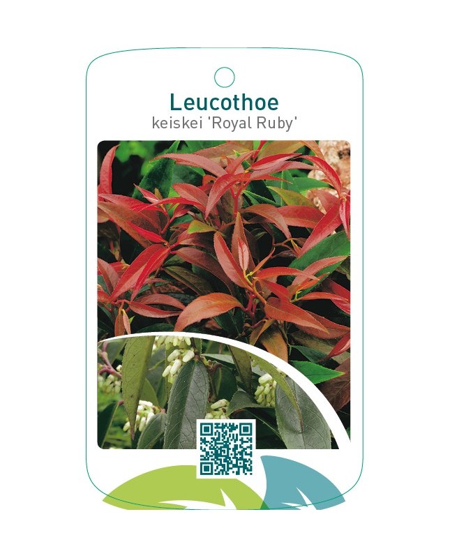 Leucothoe keiskei ‘Royal Ruby’