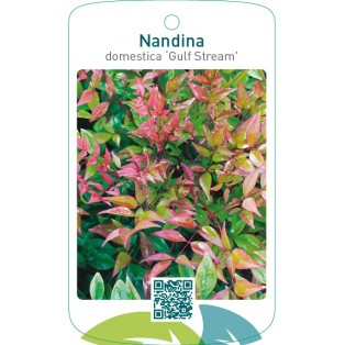 Nandina domestica ‘Gulf Stream’
