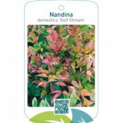 Nandina domestica ‘Gulf Stream’