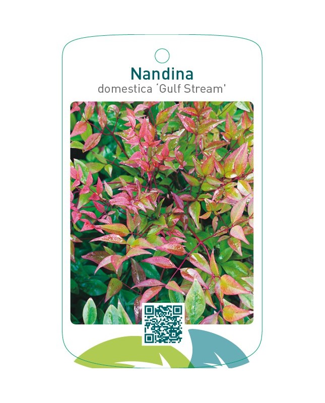 Nandina domestica ‘Gulf Stream’