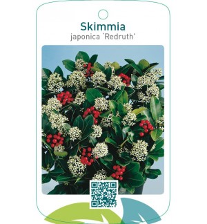 Skimmia japonica ‘Redruth’