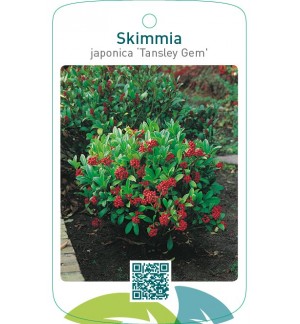 Skimmia japonica ‘Tansley Gem`’