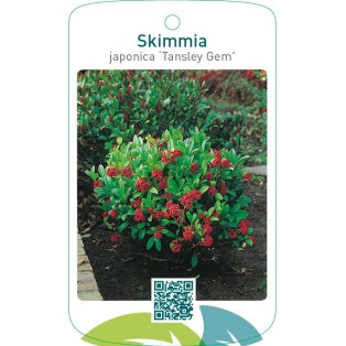 Skimmia japonica ‘Tansley Gem`’