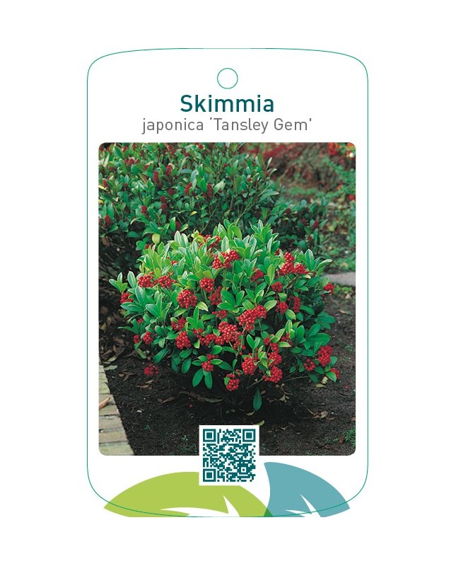 Skimmia japonica ‘Tansley Gem`’