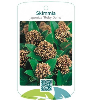 Skimmia japonica ‘Ruby Dome’