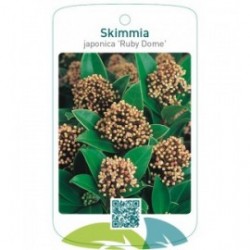 Skimmia japonica ‘Ruby Dome’