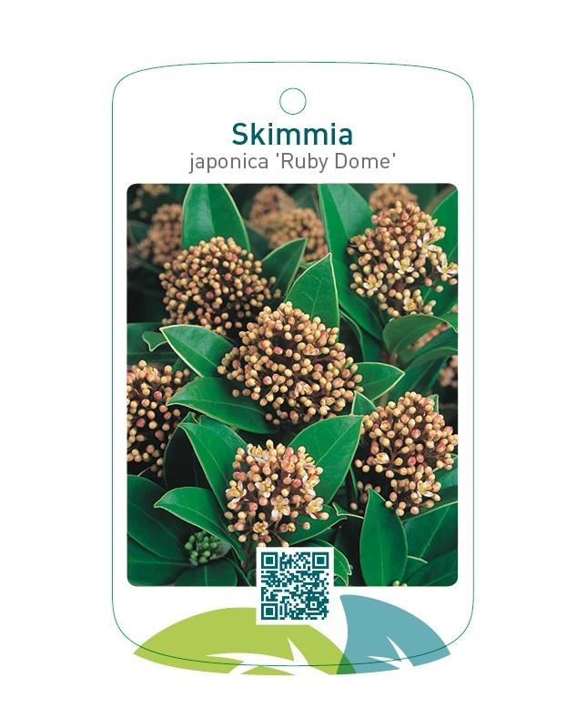 Skimmia japonica ‘Ruby Dome’