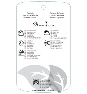 Etiquetas de Skimmia japonica ‘Ruby Dome’  *