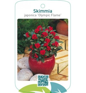 Skimmia japonica ‘Olympic Flame’