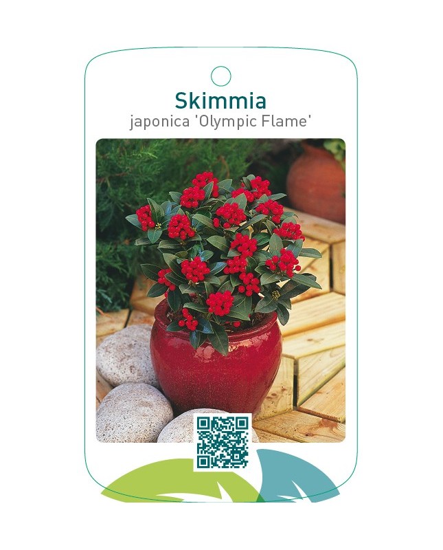 Skimmia japonica ‘Olympic Flame’