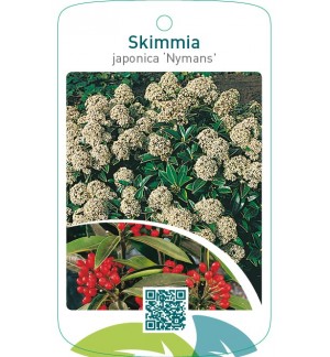 Skimmia japonica ‘Nymans’