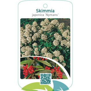 Skimmia japonica ‘Nymans’