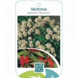 Skimmia japonica ‘Nymans’
