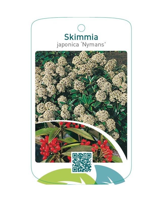 Skimmia japonica ‘Nymans’