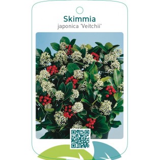 Skimmia japonica ‘Veitchii’