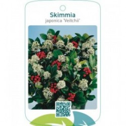 Skimmia japonica ‘Veitchii’
