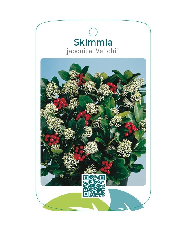 Skimmia japonica ‘Veitchii’