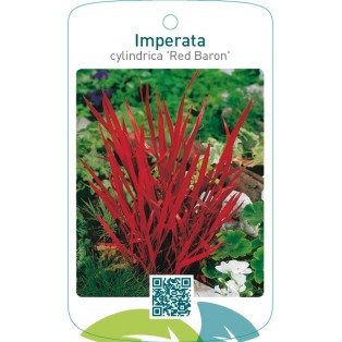 Imperata cylindrica ‘Red Baron’