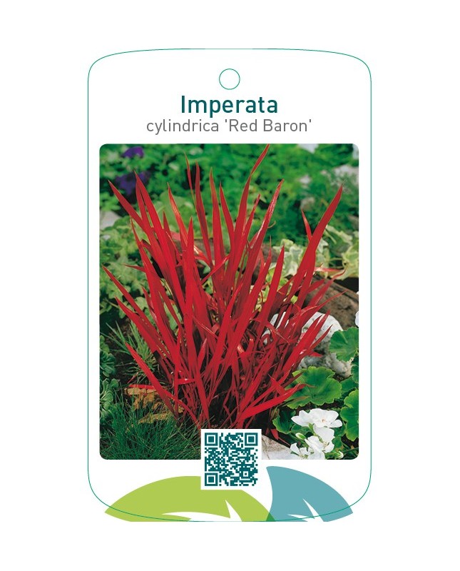 Imperata cylindrica ‘Red Baron’