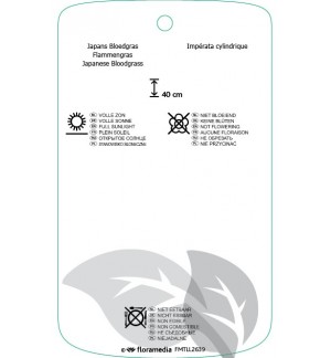 Etichette di Imperata cylindrica ‘Red Baron’ *