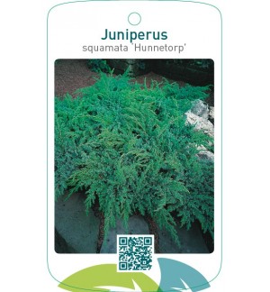 Juniperus squamata ‘Hunnetorp’
