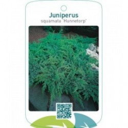 Juniperus squamata ‘Hunnetorp’