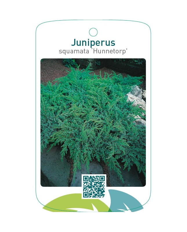 Juniperus squamata ‘Hunnetorp’