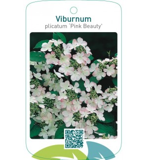 Viburnum plicatum ‘Pink Beauty’