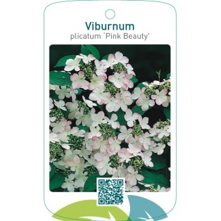Viburnum plicatum ‘Pink Beauty’