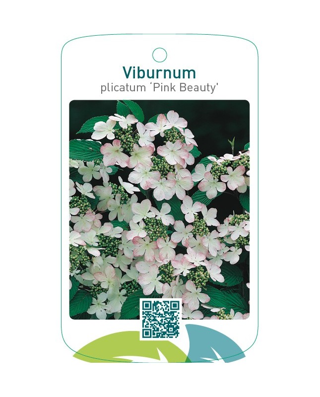 Viburnum plicatum ‘Pink Beauty’