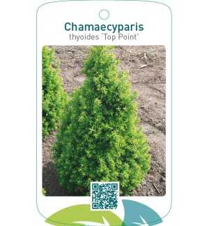 Chamaecyparis thyoides ‘Top Point’