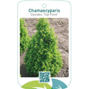 Chamaecyparis thyoides ‘Top Point’