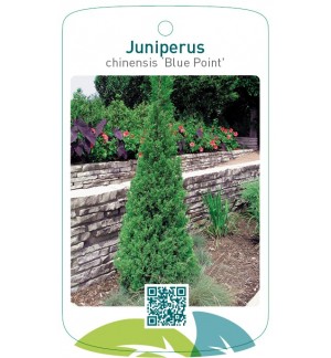 Juniperus chinensis ‘Blue Point’