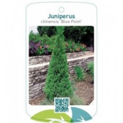 Juniperus chinensis ‘Blue Point’