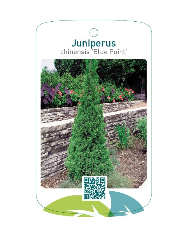 Juniperus chinensis ‘Blue Point’