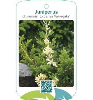 Juniperus chinensis ‘Expansa Variegata’