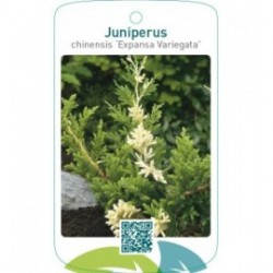 Juniperus chinensis ‘Expansa Variegata’