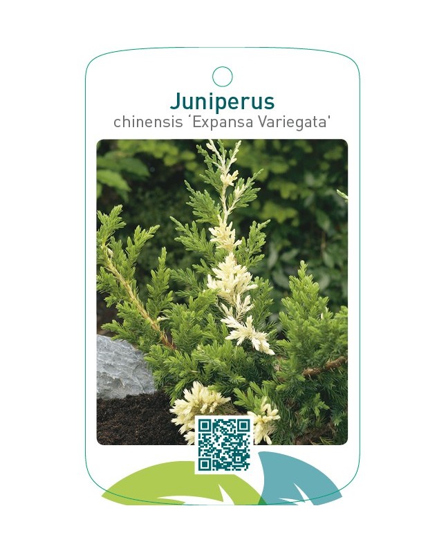 Juniperus chinensis ‘Expansa Variegata’