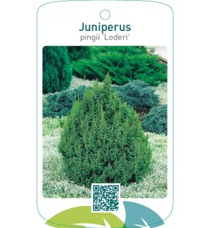 Juniperus pingii ‘Loderi’